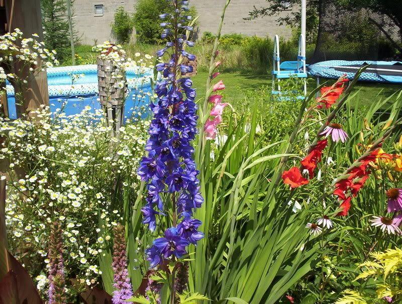 50 Black Knight Delphinium Seeds - Seed World