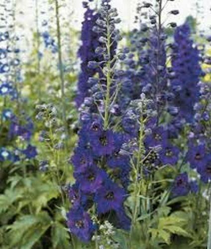 50 Black Knight Delphinium Seeds - Seed World