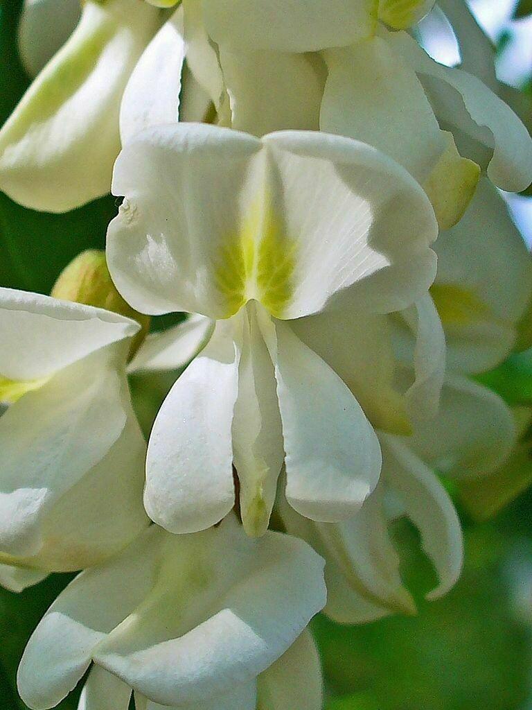 50 Black Locust (Robinia Pseudoacacia) Seeds - Seed World