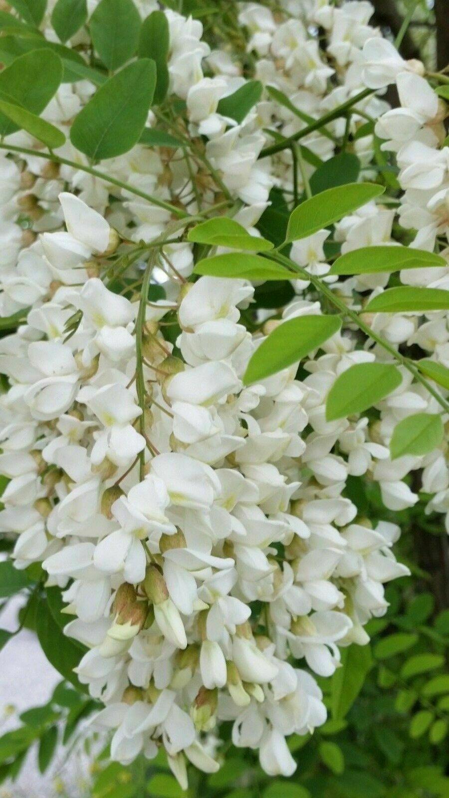 50 Black Locust (Robinia Pseudoacacia) Seeds - Seed World