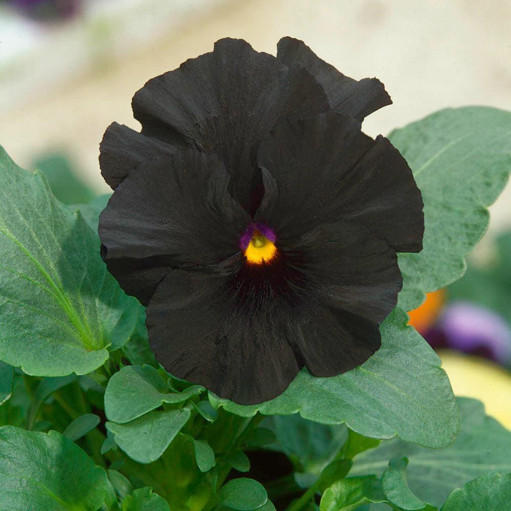 50 Black Pansy Seeds - Seed World