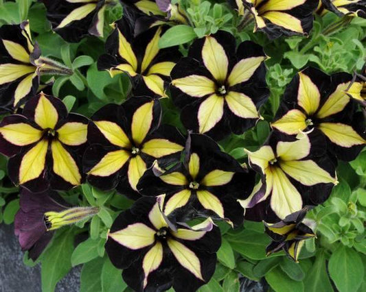 50 Black Yellow Petunia Seeds - Seed World