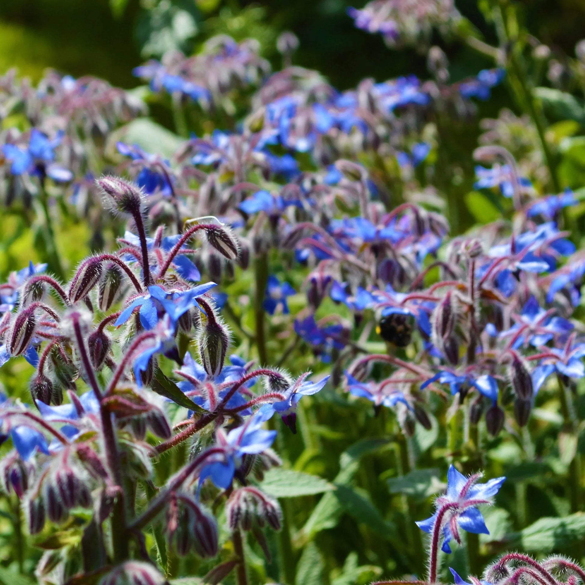 50 Blue Borage Seeds – Edible Star-Shaped Flowers for Pollinators - Seed World