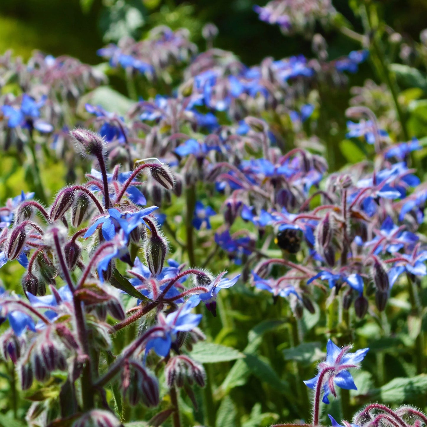 Field of borage flowers with blue flowers and green leaves.