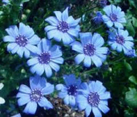 50 Blue Daisy - Felicia Heterophylla Blue Seeds - Seed World