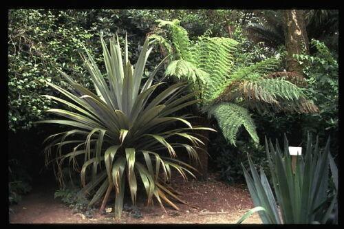50 Blue Dracaena Cordyline Indivisa Seeds - Seed World
