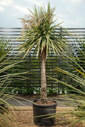 50 Blue Dracaena Cordyline Indivisa Seeds - Seed World
