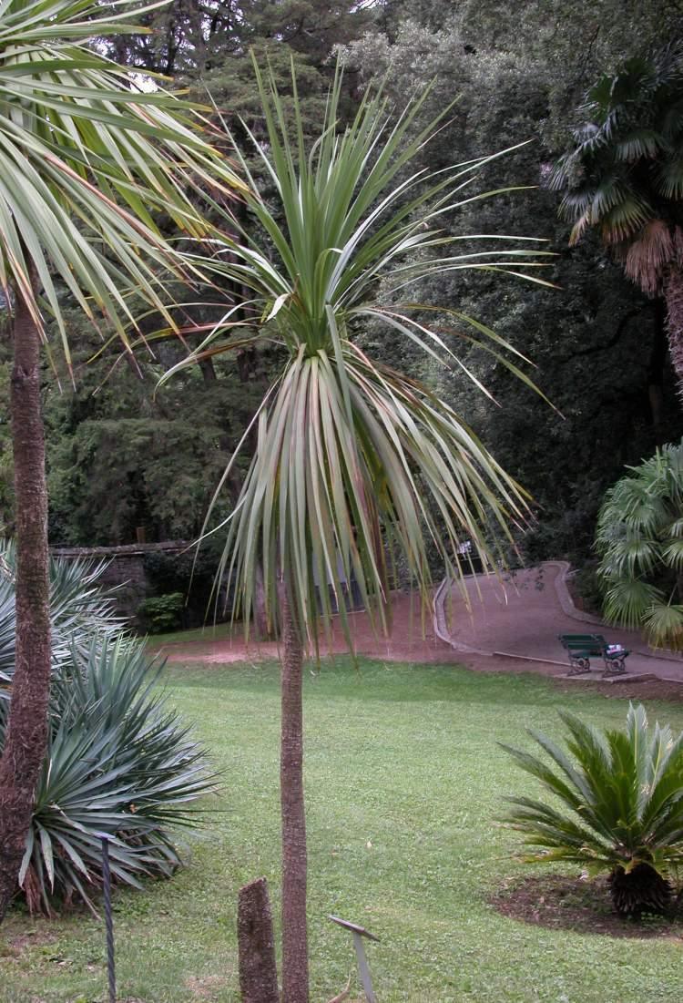 50 Blue Dracaena Cordyline Indivisa Seeds - Seed World