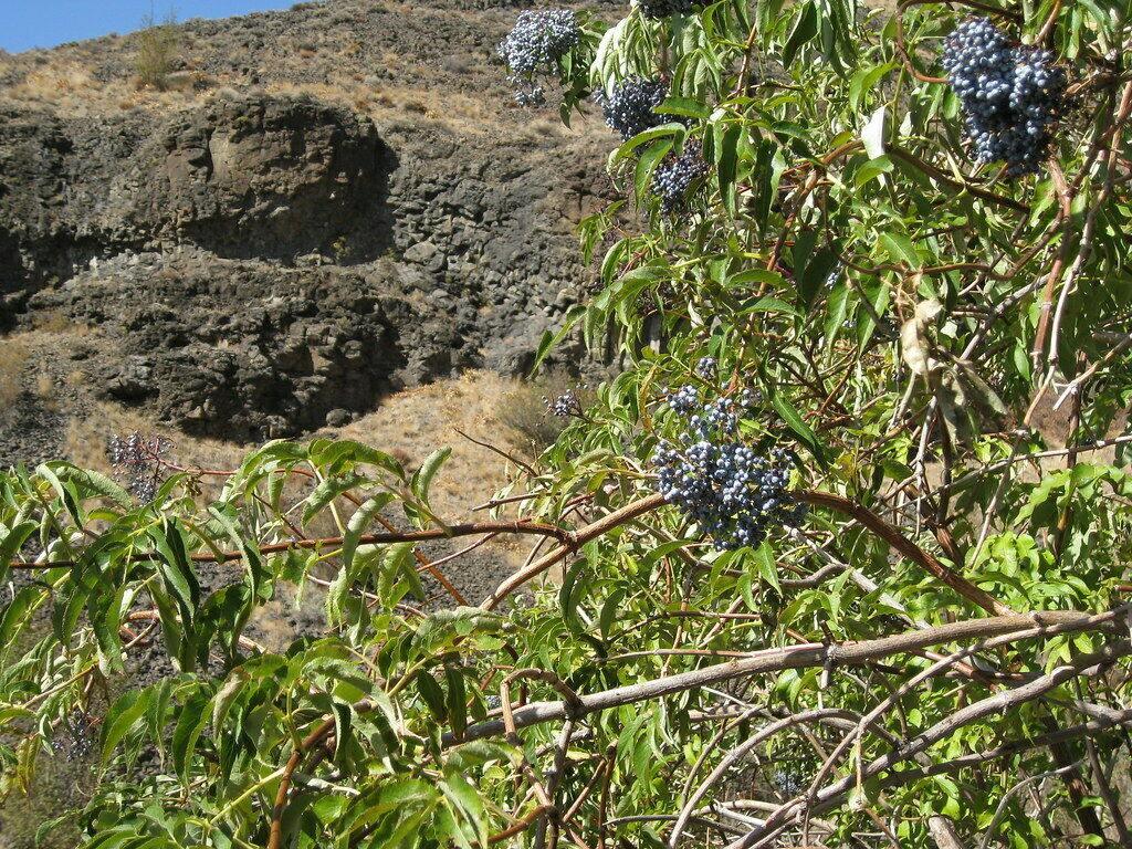 50 Blue Elderberry Seeds - Seed World