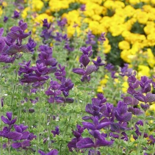 50 Blue Monday Salvia Seeds - Seed World