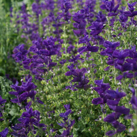 50 Blue Monday Salvia Seeds - Seed World