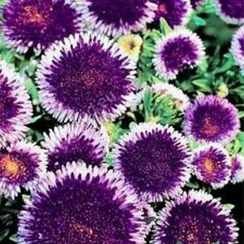 50 Blue Moon Aster Seeds - Seed World