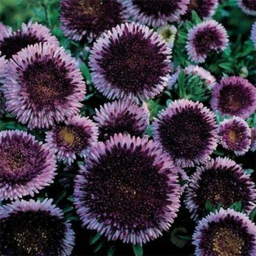 50 Blue Moon Aster Seeds - Seed World