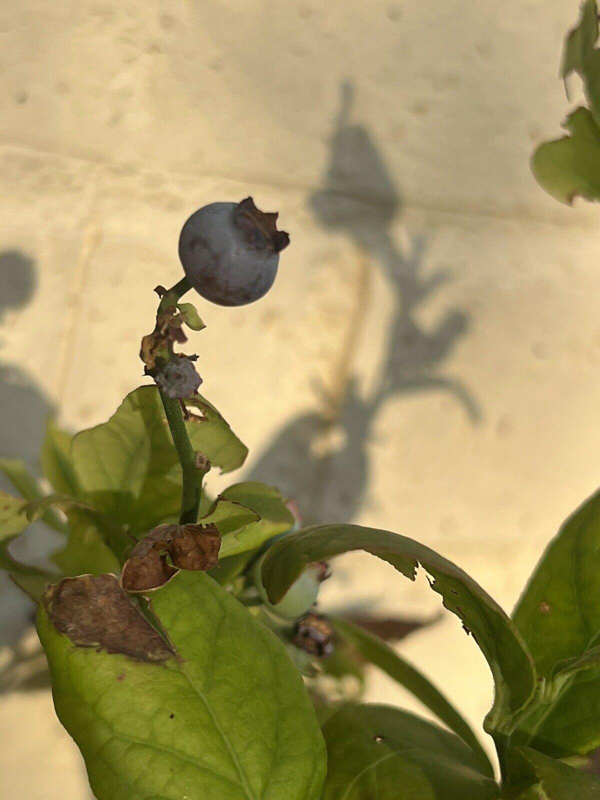 50 Blueberry Seeds - Seed World