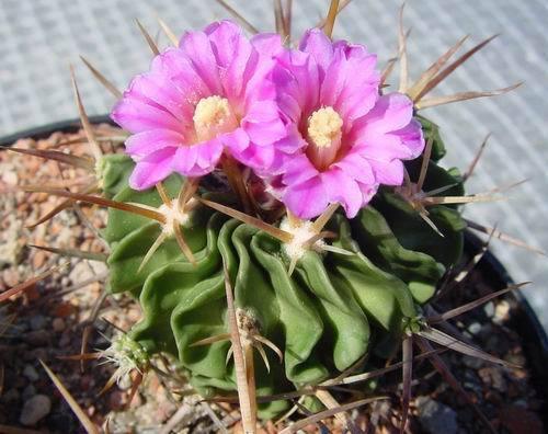 50 Brain Cactus - Stenocactus Variety Mix Seeds - Seed World