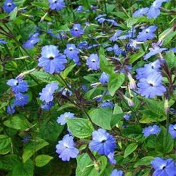 50 Browalia - Americana Seeds - Seed World