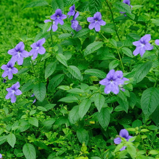 Purple flowers with green leaves on a blurred green background