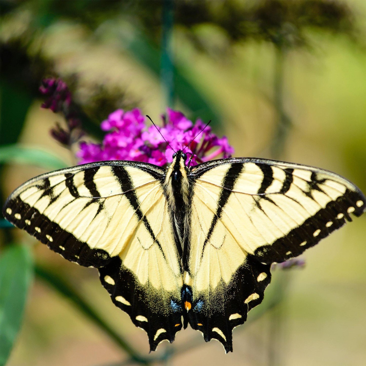 50 Butterfly Bush Seeds - Mix - Seed World