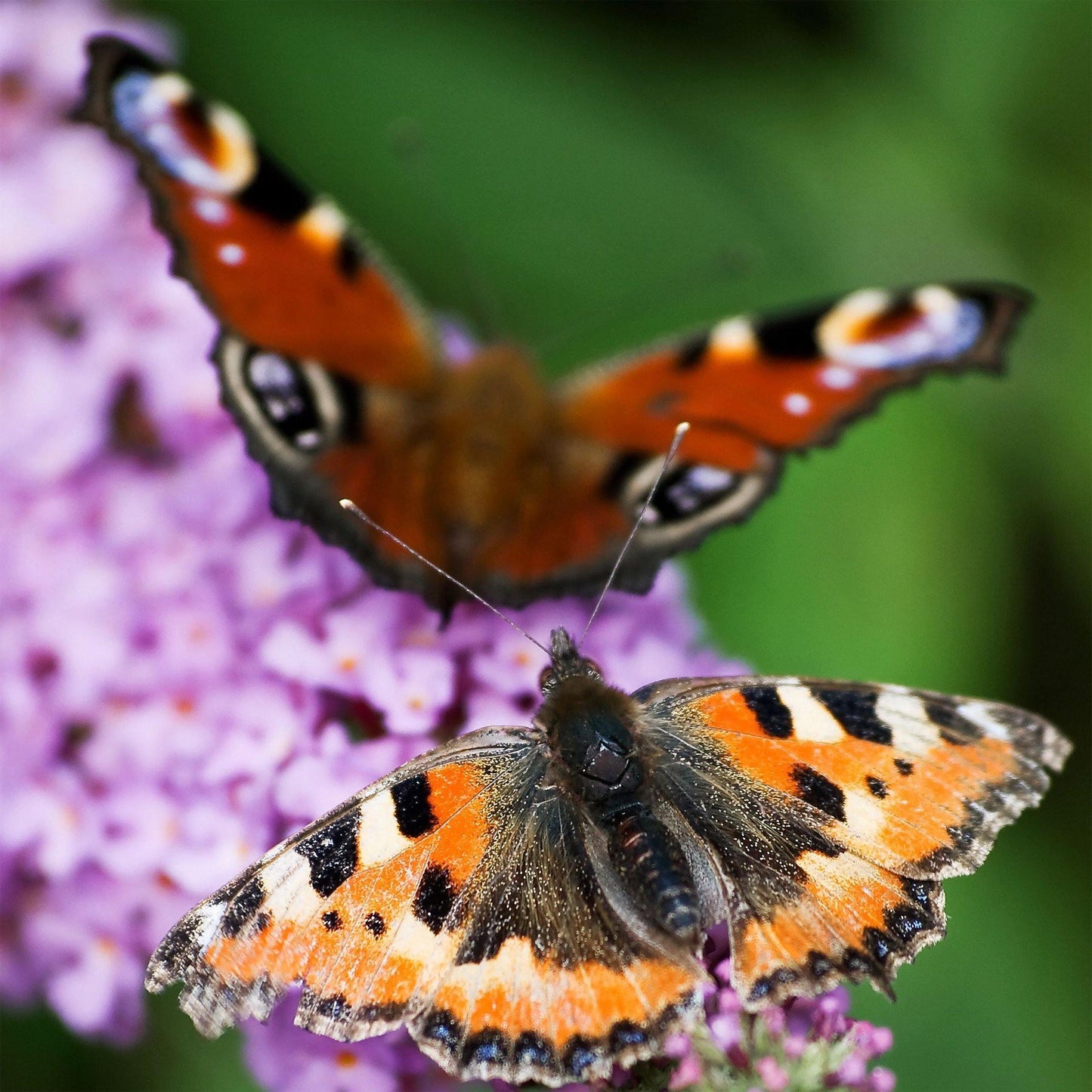 50 Butterfly Bush Seeds - Mix - Seed World