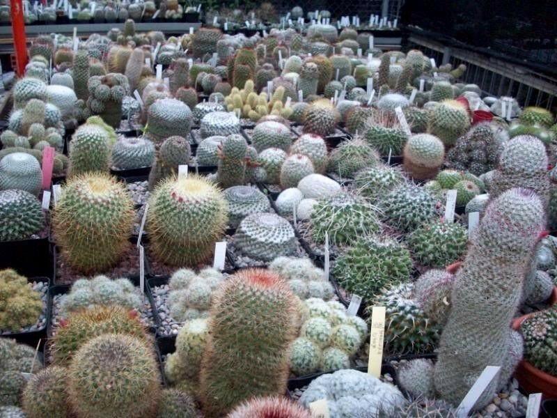 50 Cactus Mix Succulent Flower Seeds - Seed World