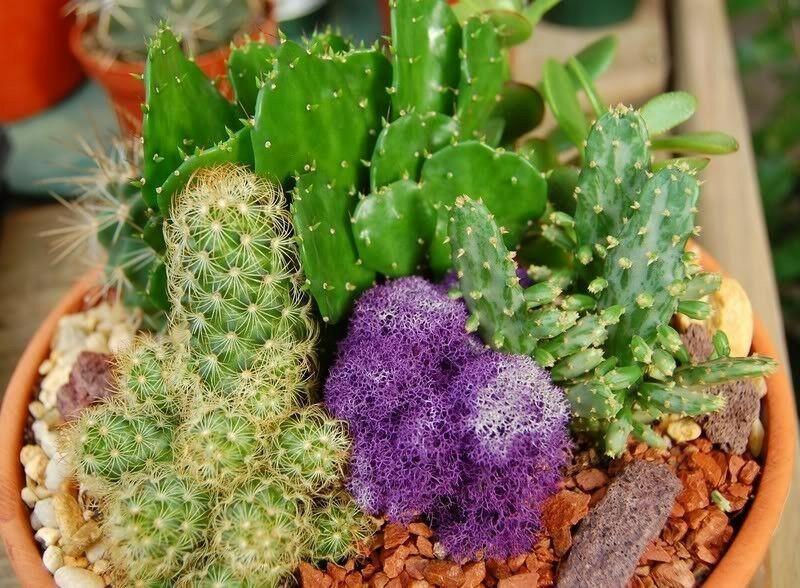 50 Cactus Mix Succulent Flower Seeds - Seed World