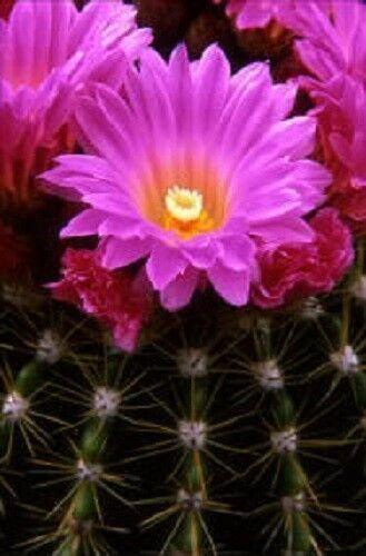 50 Cactus Mix Succulent Flower Seeds - Seed World