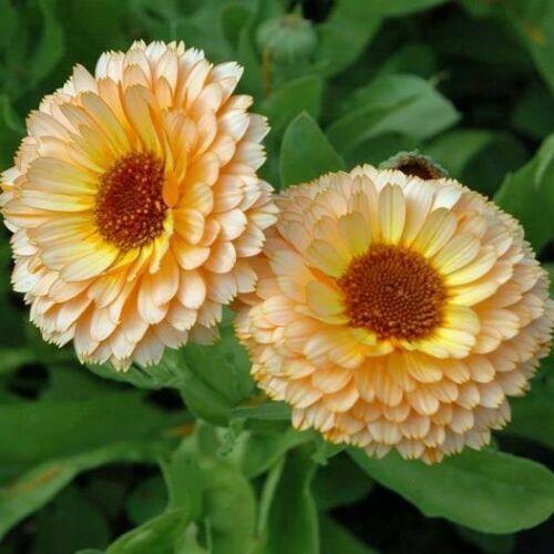 50 Calendula Pot Marigold - Pink Surprise Seeds - Seed World