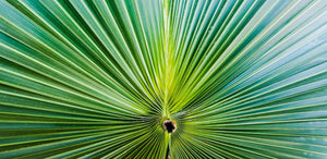 50+ California Fan Palm Tree Seeds (Washingtonia Filifera) - Seed World