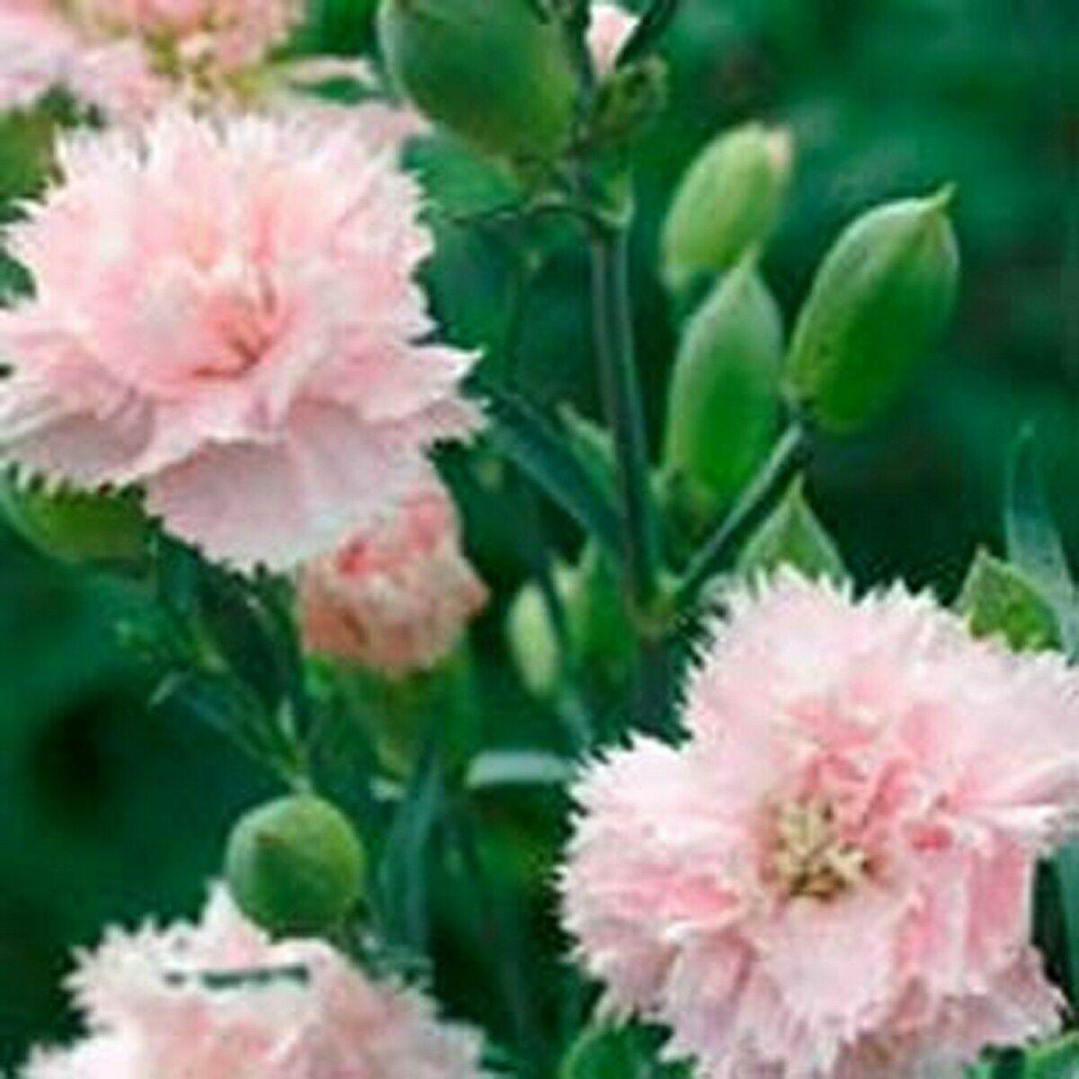 50 Carnation (Dianthus Caryophyllus) LaFrance Seeds - Seed World