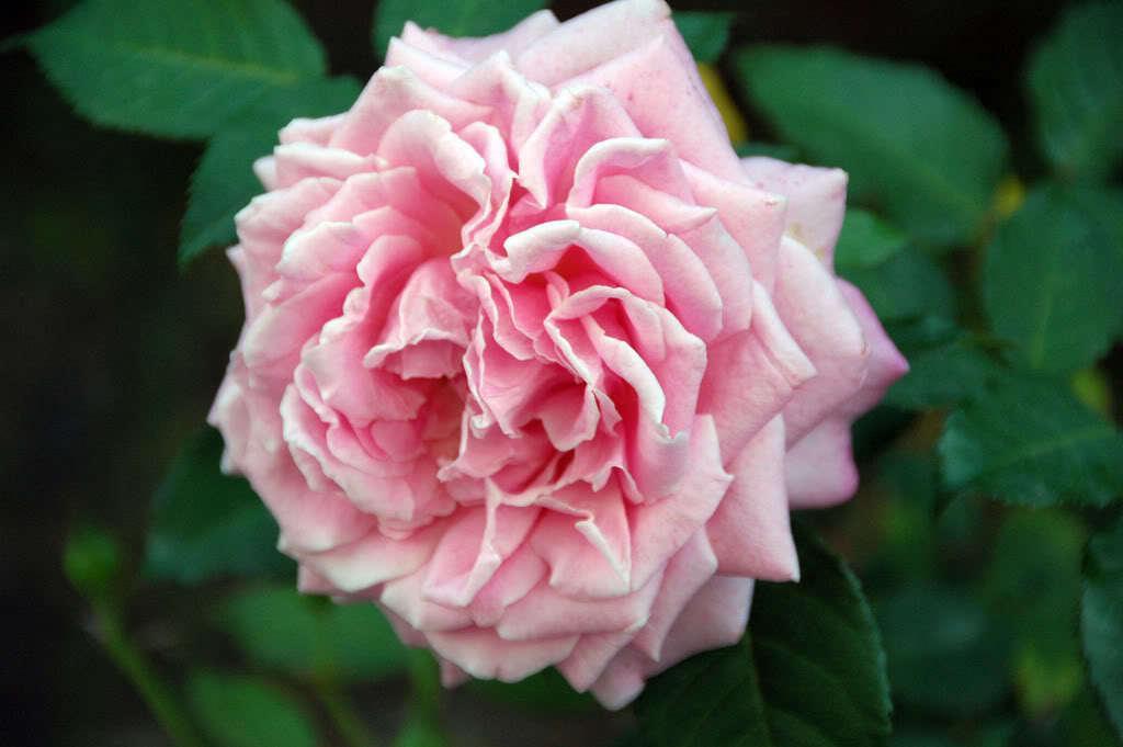 50 Carnation (Dianthus Caryophyllus) LaFrance Seeds - Seed World