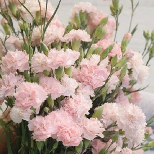 50 Carnation (Dianthus Caryophyllus) LaFrance Seeds - Seed World
