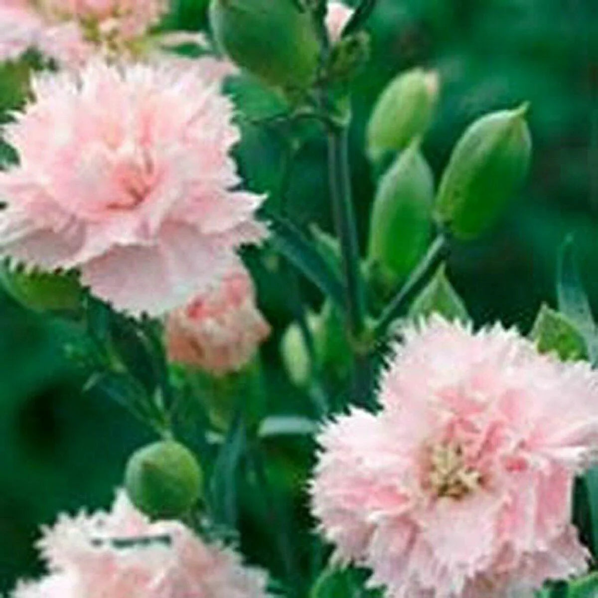 50 Carnation (Dianthus Caryophyllus) LaFrance Seeds - Seed World