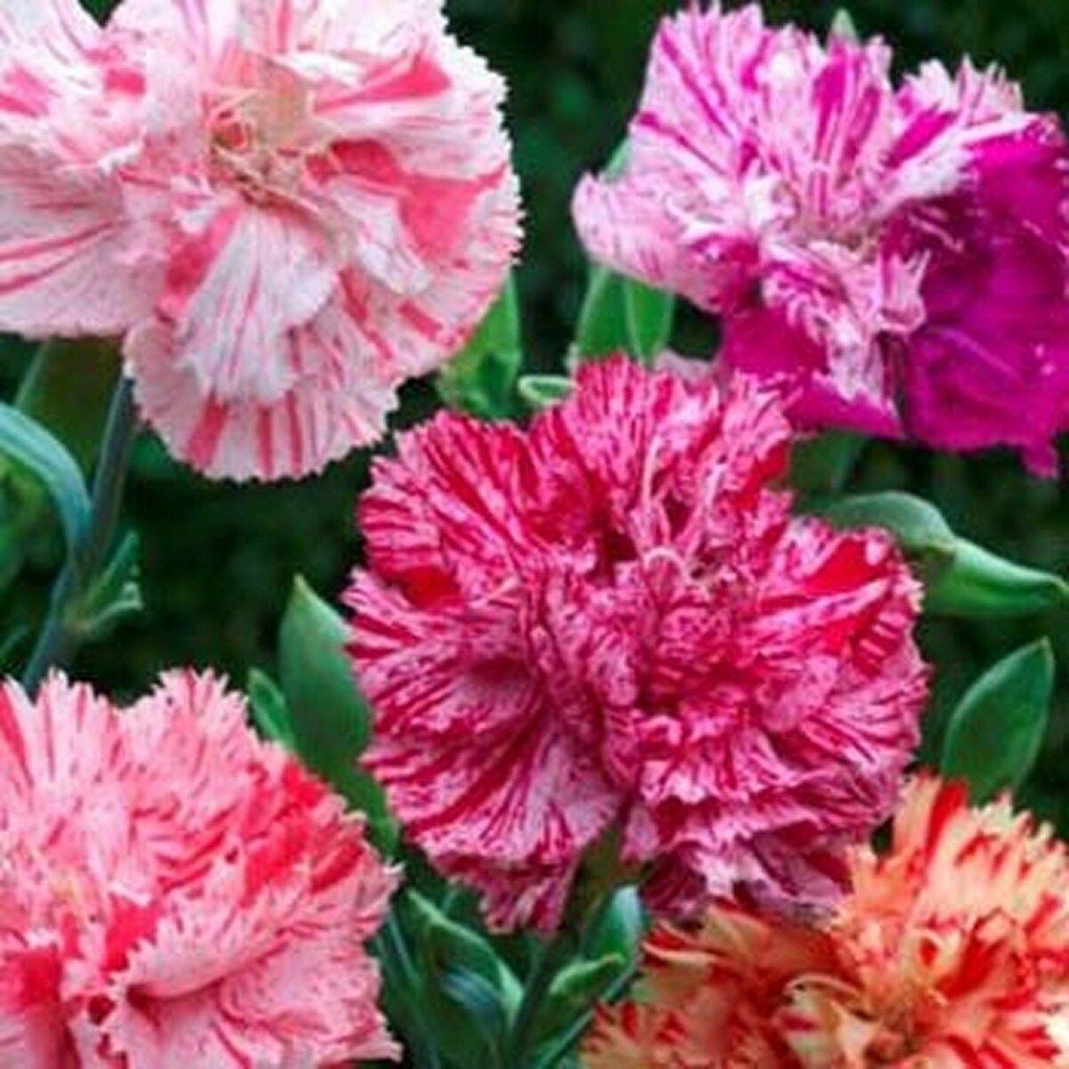 25 Carnation | Chabaud Picotee Mix Seeds - Seed World