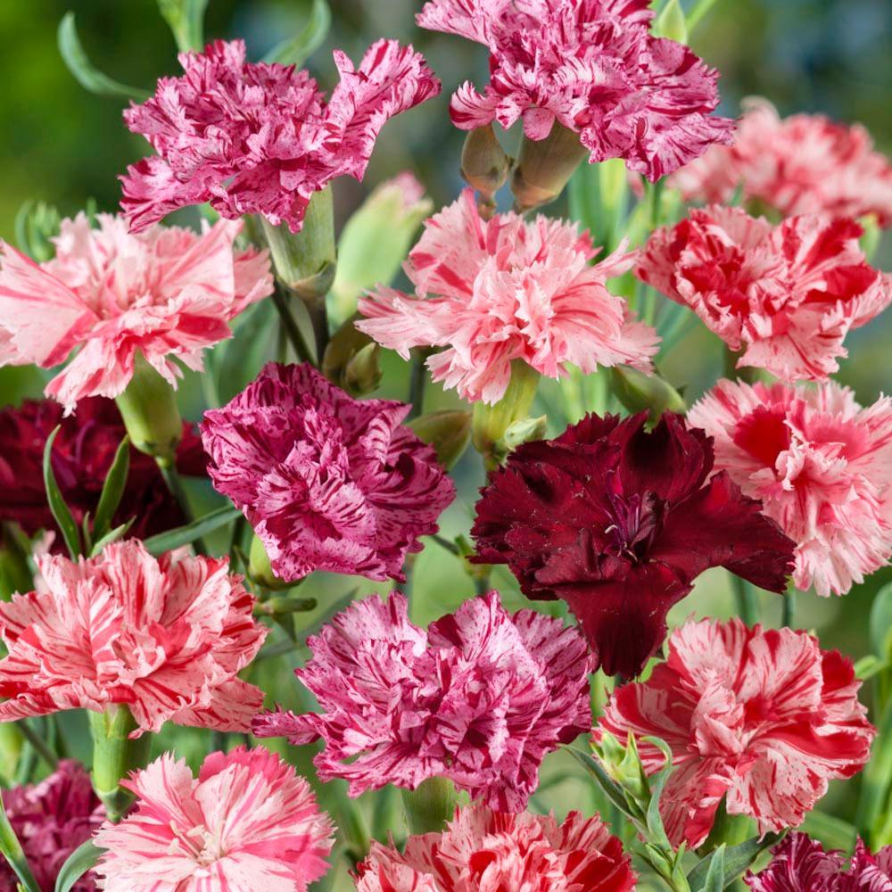 25 Carnation | Chabaud Picotee Mix Seeds - Seed World