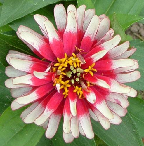 50 Carrousel Mix Zinnia - Whirligig Seeds - Seed World