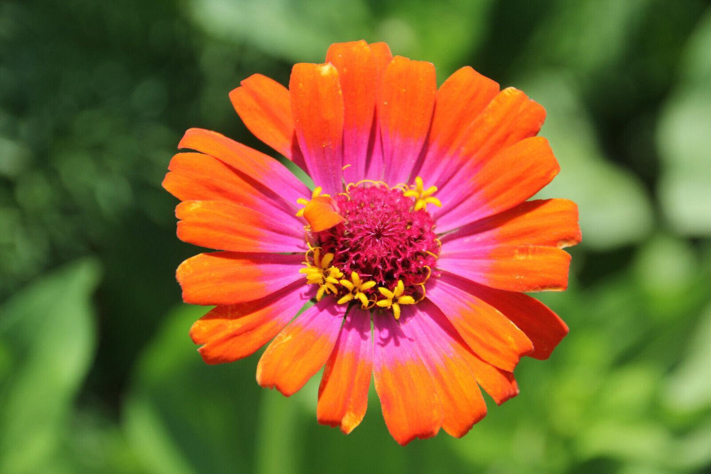 50 Carrousel Mix Zinnia - Whirligig Seeds - Seed World