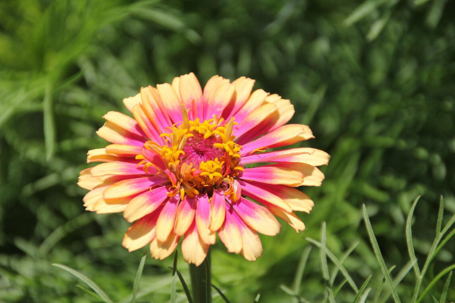 50 Carrousel Mix Zinnia - Whirligig Seeds - Seed World