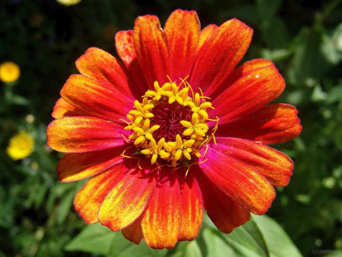 50 Carrousel Mix Zinnia - Whirligig Seeds - Seed World