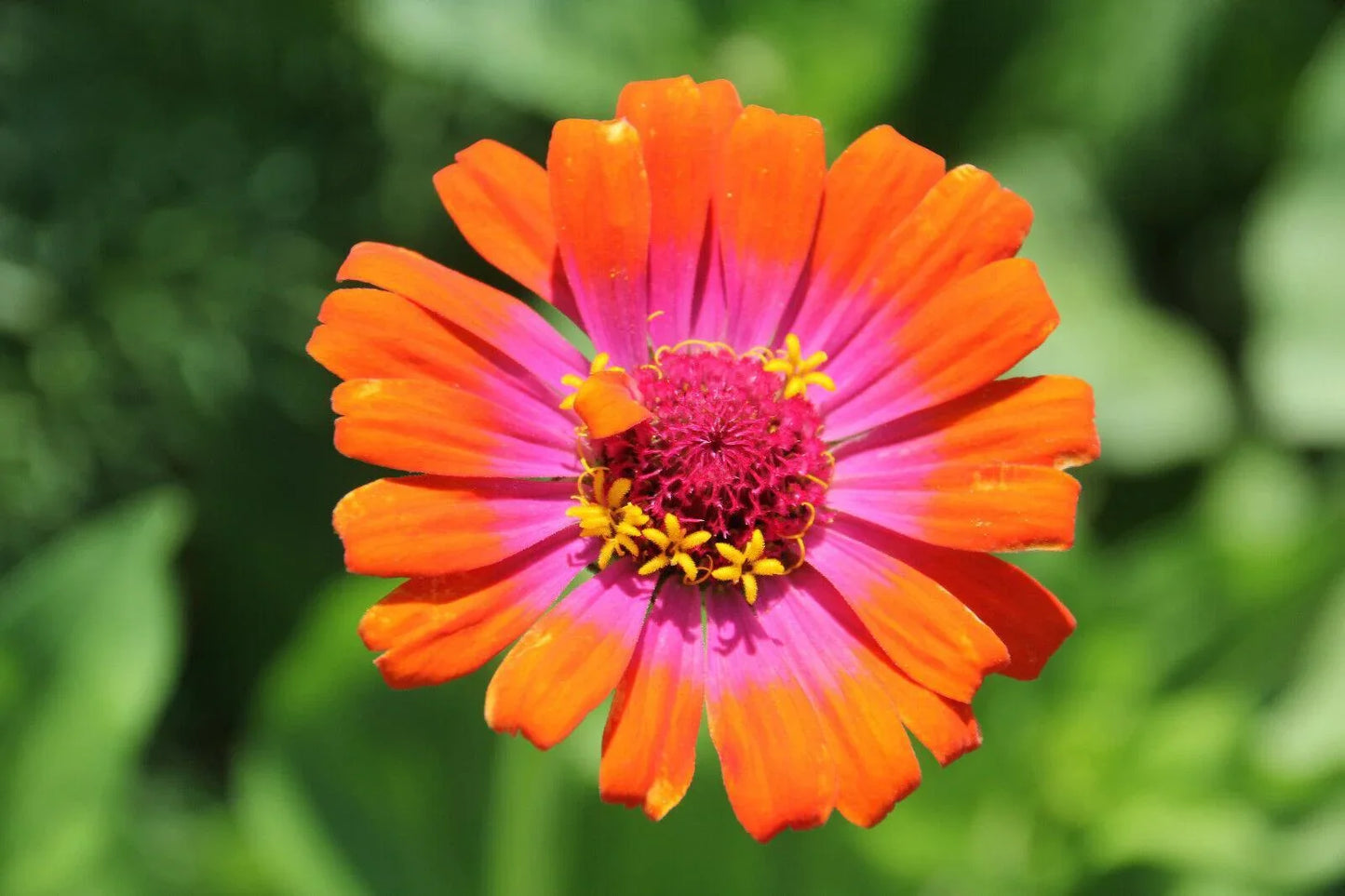 50 Carrousel Mix Zinnia - Whirligig Seeds - Seed World
