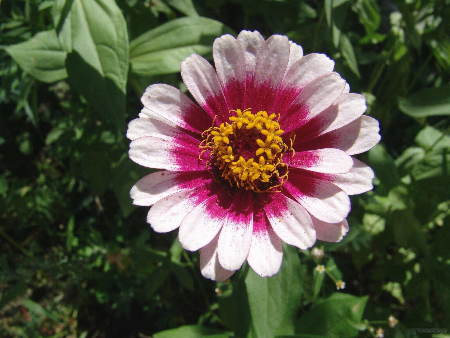 50 Carrousel Mix Zinnia - Whirligig Seeds - Seed World