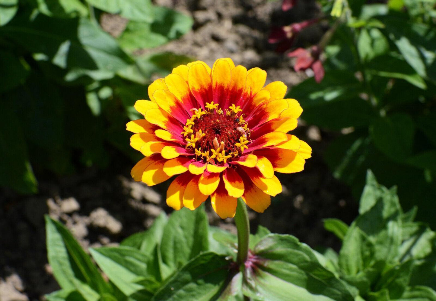 50 Carrousel Mix Zinnia - Whirligig Seeds - Seed World