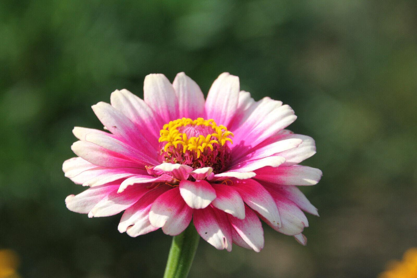 50 Carrousel Mix Zinnia - Whirligig Seeds - Seed World