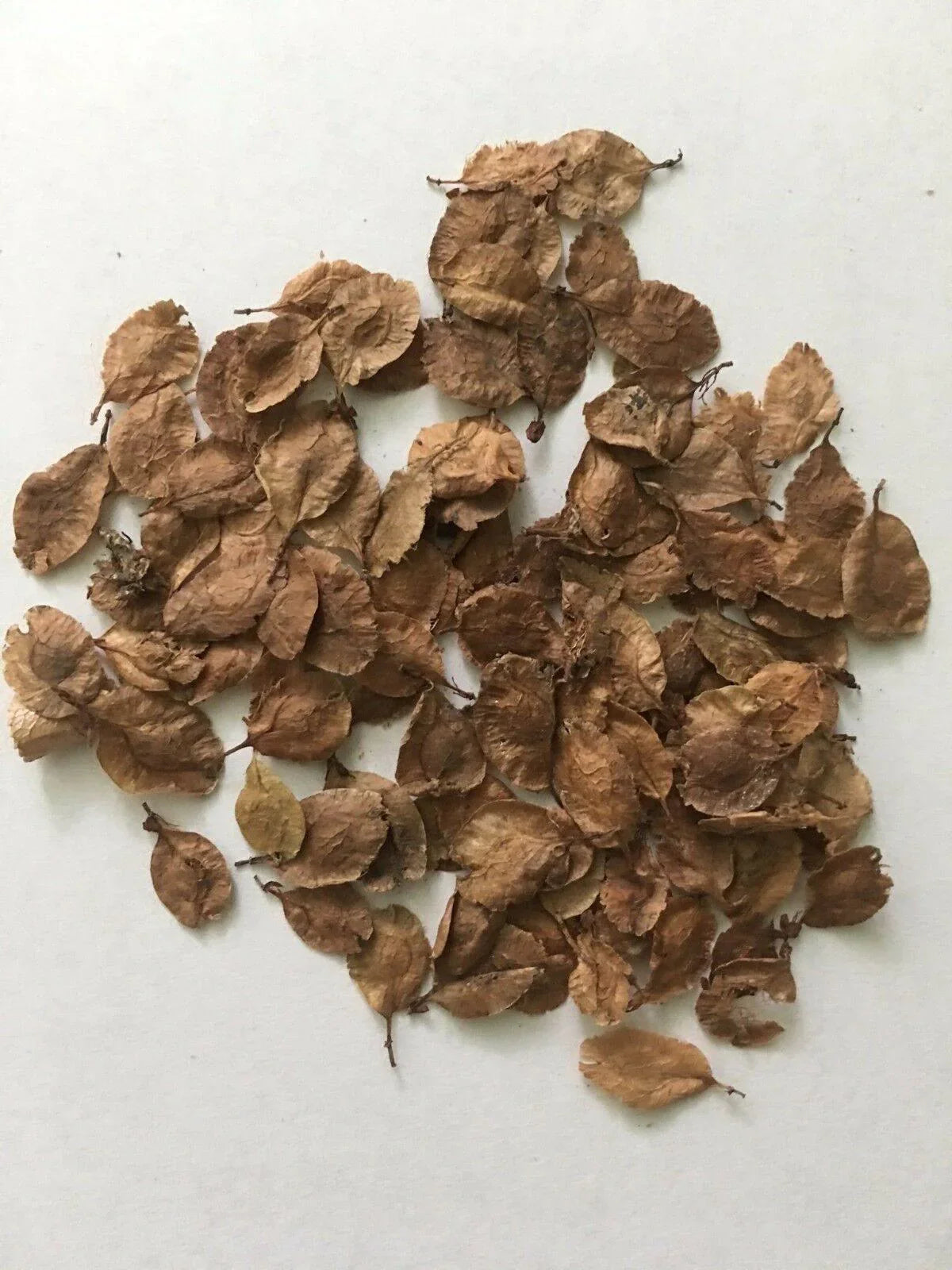 50 Chinese Elm Tree Seeds (Ulmus Parvifolia) Seeds - Seed World