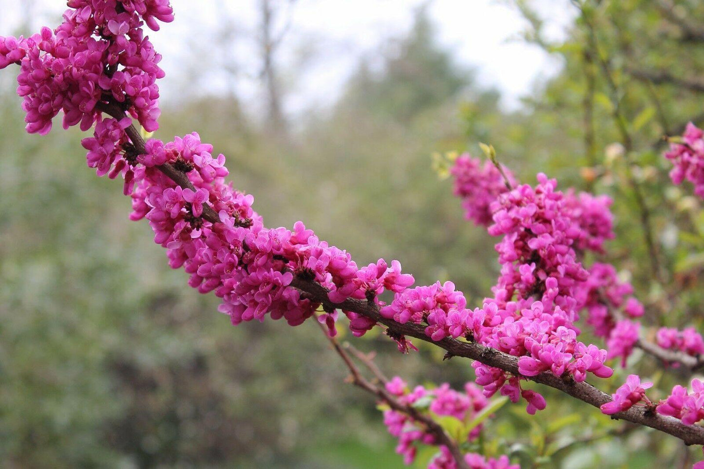 50 Chinese Redbud (Cercis Chinensis) Seeds - Seed World