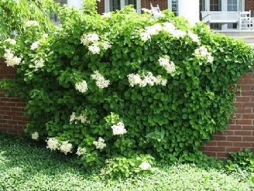 50 Climbing Hydrangea Seeds - Seed World
