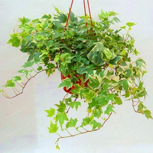 50 Climbing Ivy Seeds - Easy to Grow - Seed World