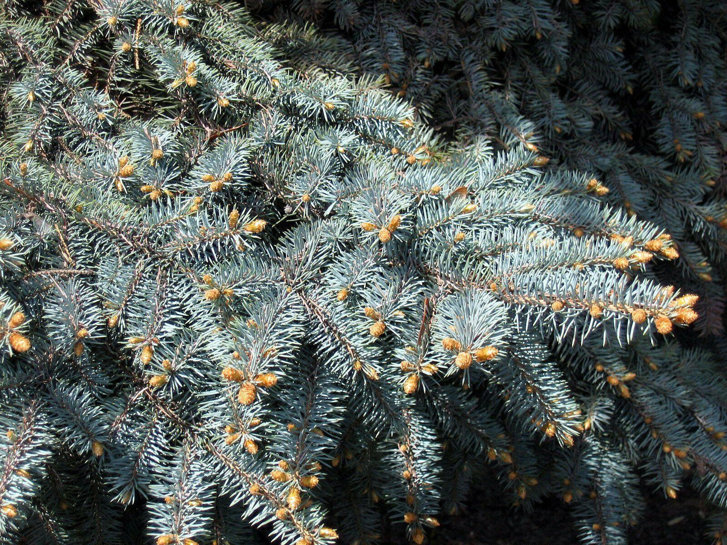 50 Colorado Blue Spruce Seeds - Seed World