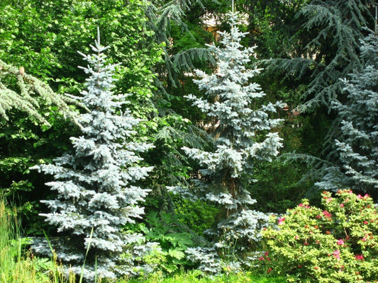 50 Colorado Blue Spruce Seeds - Seed World