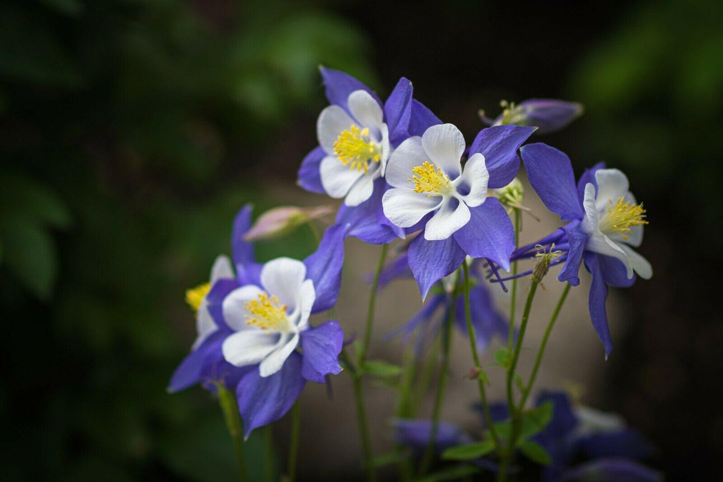 50 Columbine (Aquilegia Vulgaris) William Guinness Seeds - Seed World