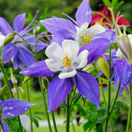 50 Columbine (Aquilegia Vulgaris) William Guinness Seeds - Seed World
